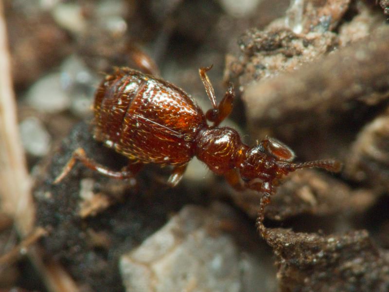 Bryaxis chaudoirii (Chaudoir, 1845)